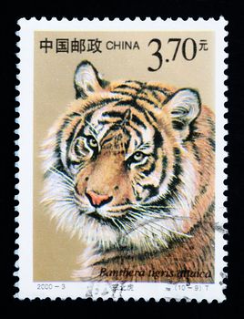 CHINA - CIRCA 2000: A stamp printed in China shows Panthera tigris altaica, series, circa 2000 