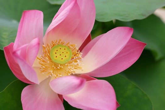 Pink Lotus