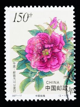 CHINA - CIRCA 1997: A Stamp printed in China shows Chinese rose flowers, circa 1997