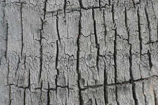 Coconut Bark Pattern