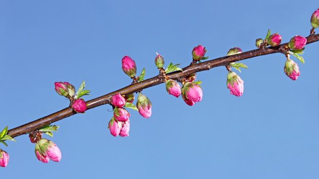 Sakura twig before flowering. Young flowering Sakura shoot on a background the blue sky