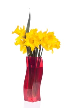 yellow daffodils in the red flowerpot, on white 