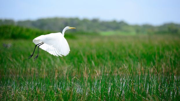 Intermediate Egret is flying at wetland in thailand