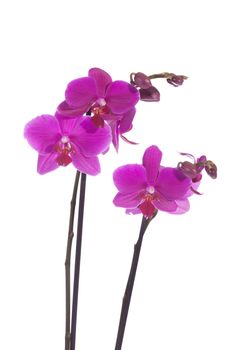 Beautiful purple orchid, isolated on white