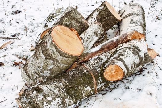 Pile of cut birch logs on the ground covered with snow