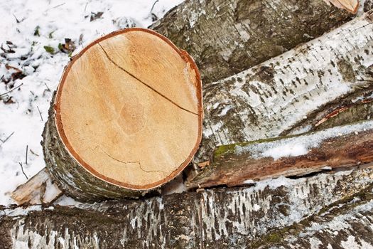 Heap of truncated birch logs on the ground covered with snow