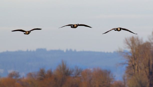 Three ducks in flight over forest on hazy day