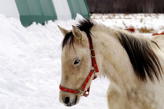 A dun horse in the winter