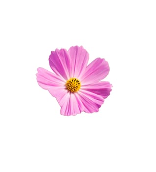 Pink Cosmos flowers isoleted on white  background