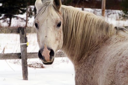 A Grey horse in the winter 