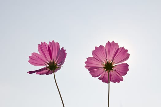 Pink Cosmos flowers on white sky background