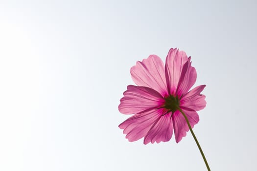 Pink Cosmos flowers on white sky background