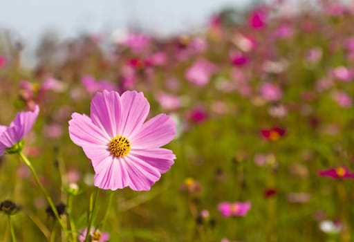 Cosmos flowers on spring background