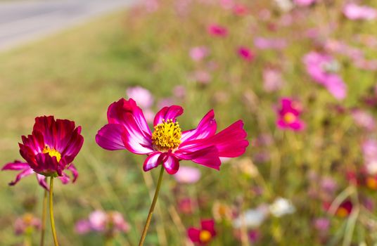 Red Cosmos flowers in garden