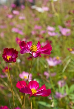 Red Cosmos flowers in garden