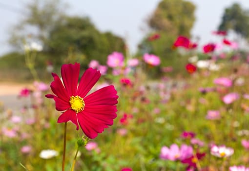 Red Cosmos flowers in garden