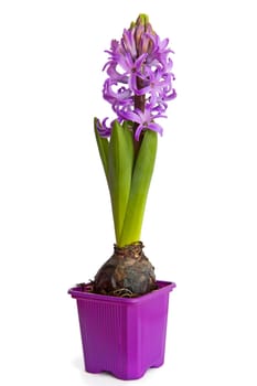 Hyacinth isolated on the white background