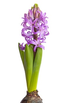 Hyacinth isolated on the white background