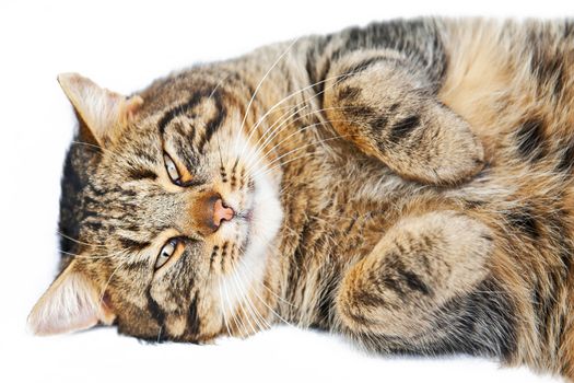 Cute cat isolated on the white background