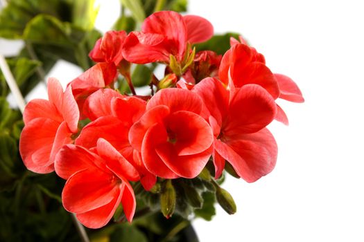 red pelargonium on a white background