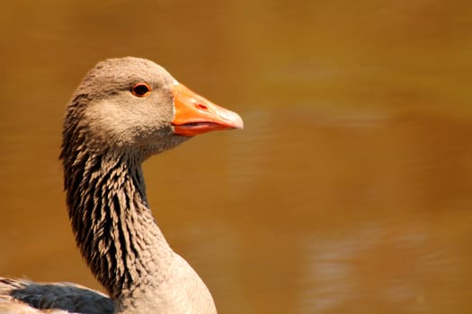 Domestic goose on a pond