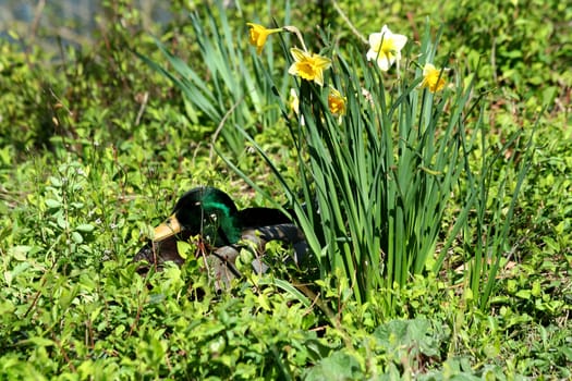 A Mallard duck near daffodils