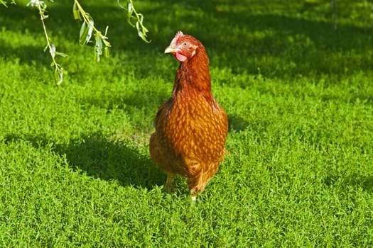 Hen walking in the green grass