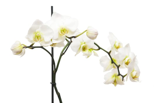 Orchid isolated on the white background