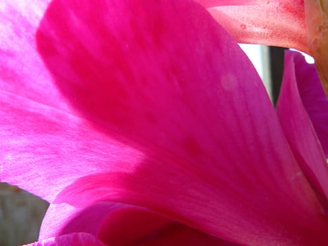 pink petals as a background