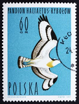 POLAND - CIRCA 1964: a stamp printed in the Poland shows Osprey, Fish Hawk, Pandion Haliaetus, Bird of Prey, circa 1964