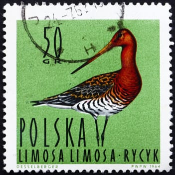 POLAND - CIRCA 1964: a stamp printed in the Poland shows Black-tailed Godwit, Limosa Limosa, Shorebird, circa 1964