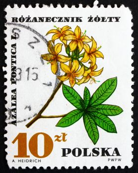 POLAND - CIRCA 1967: a stamp printed in the Poland shows Azalea Pontica, Rhododendron, Medical Plant, circa 1967