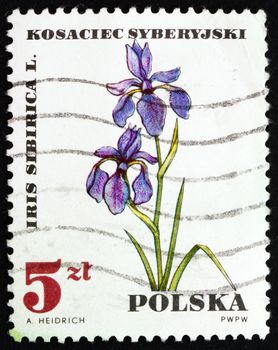 POLAND - CIRCA 1967: a stamp printed in the Poland shows Iris Sibirica, Medical Plant, circa 1967
