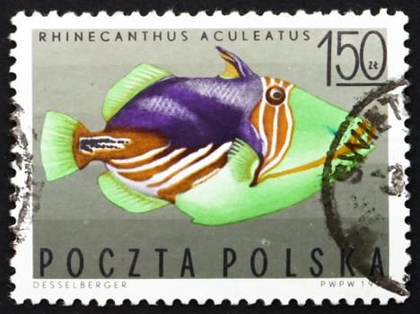POLAND - CIRCA 1967: a stamp printed in the Poland shows Striped Triggerfish, Tropical Fish, circa 1967