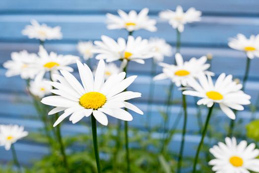 flowers on blue background