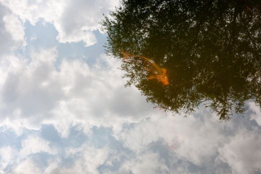 Red fish in a lake; reflection in water from tree and sky