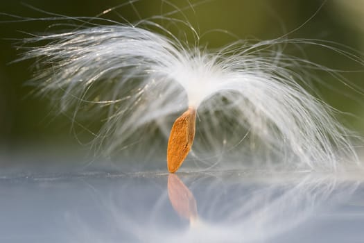 Close up of seed of Pollen