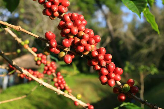 Coffee beans ripening on plant