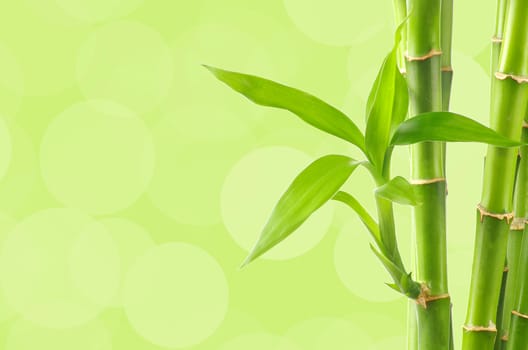 Bamboo background with copy space