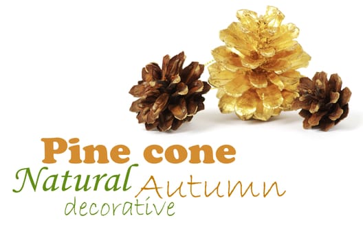 two pine cones and one golden cone over white background with shadow