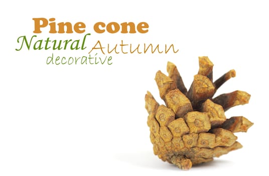 Pine cone isolated on white, clipping path included