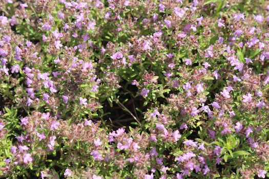 Flowers of a thyme