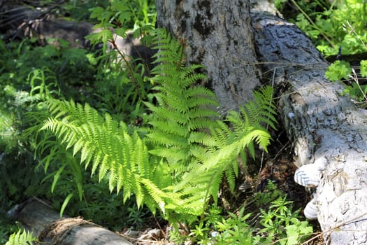 Ferm growing in the summer forest