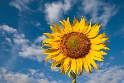 Beautiful sunflower with cloud and blue sky