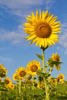 Beautiful sunflower with cloud and blue sky