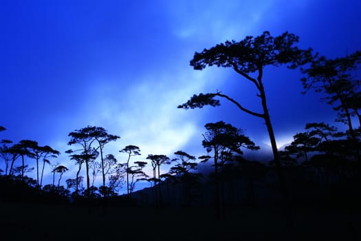 Pine Forest in the Morning