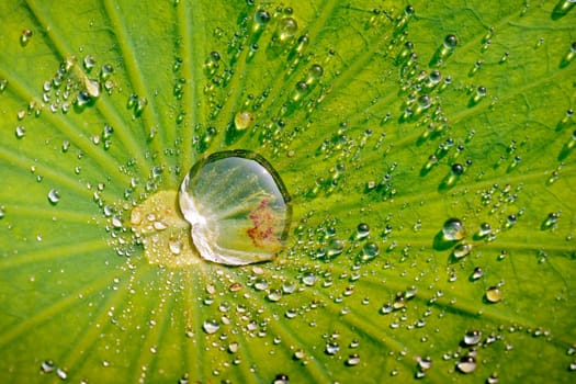 Water drops on green leaf of lotus with flecks of sunlight