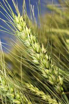 Wheat on the field against blue sky