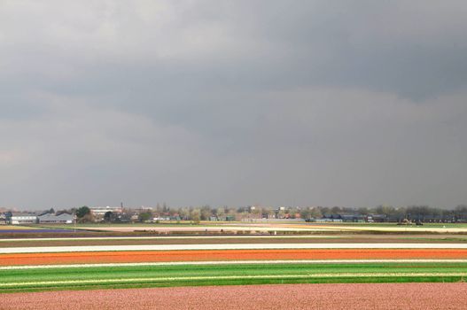 Multi-colored fields of tulips and hyacinths in the Netherlands.