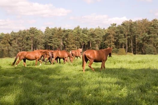 Horses graze in the pasture.